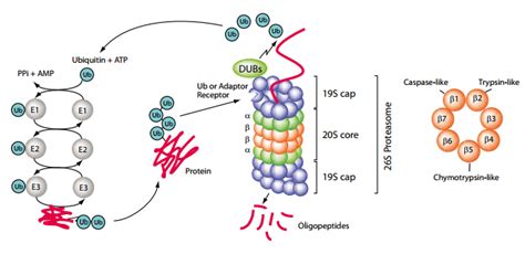 The Ubiquitin-Proteasome System – Caltag Medsystems