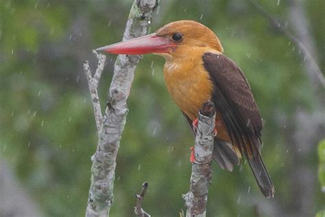 Sundarbans an ‘Endangered’ Ecosystem Under IUCN Red List, Researchers ...