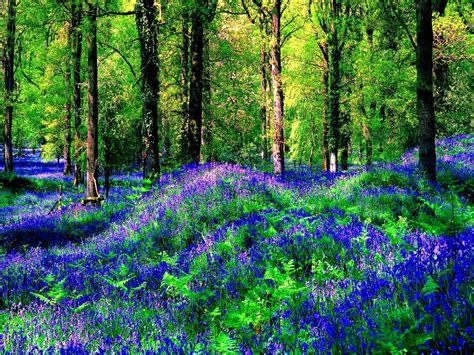 Fleurs en Forêt d'été Fête HD Papier peint: Widescreen: haute ...