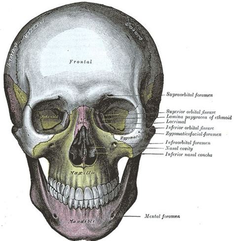 Zygomaticofacial foramen - Alchetron, the free social encyclopedia