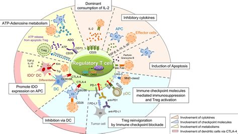 Regulatory T (Treg) cells in cancer: Can Treg cells be a new ...