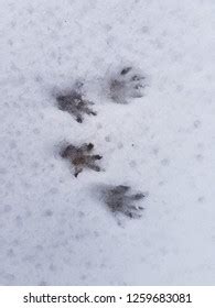 72 Raccoon tracks snow Images, Stock Photos & Vectors | Shutterstock