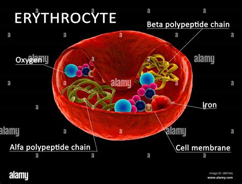 Red Blood Cell Diagram