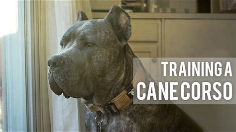 How I train my Cane Corso - 3 Easy Training Techniques - YouTube