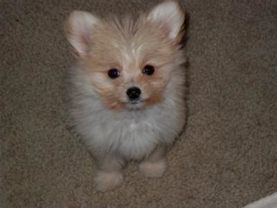 Maltipom (Maltese X Pomeranian) Info, Temperament, Puppies, Pictures