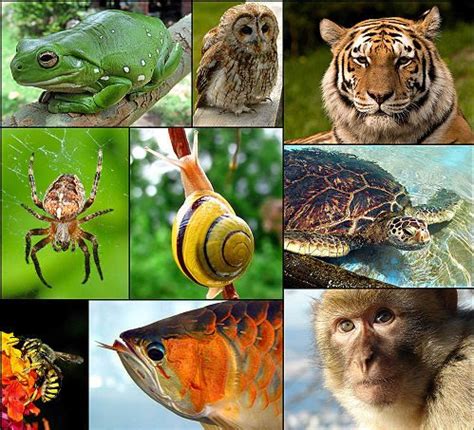 What Is Zoology? The Study Of Animals – MudFooted