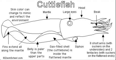 Anatomy and Physiology - Sepia Officinalis : The common cuttlefish