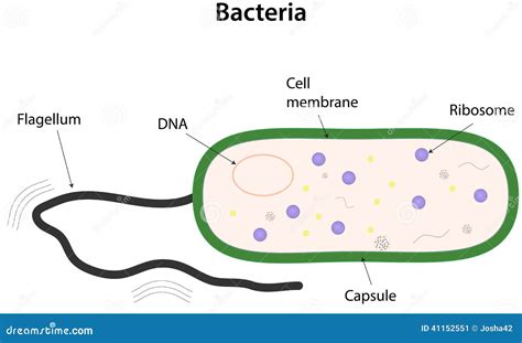 Bacteria stock vector. Illustration of bacteria, ribosome - 41152551