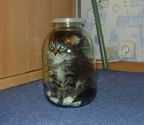 Create meme "cat, kitten in a jar, cat in the can" - Pictures - Meme ...