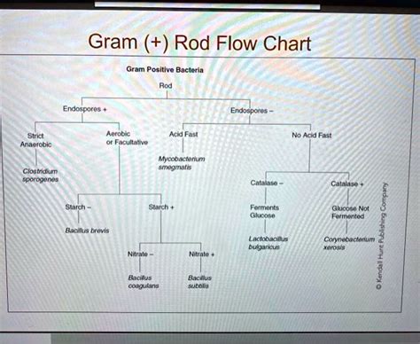 Flow Chart For Identifying Bacteria Gram Positive Bacteria Flow Chart ...