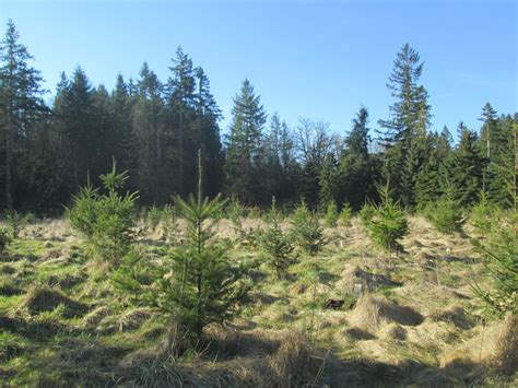 Riparian Forest Restoration - Nisqually Land Trust