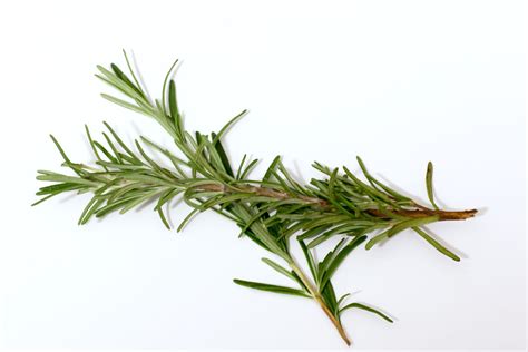 About Rosemary and Its Use in Cooking