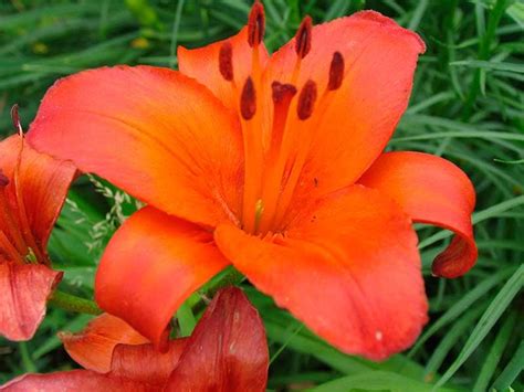 Poppular Photography: Burnt Orange Flower