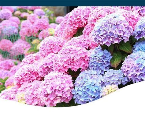 What Hydrangeas Can I Grow? Options for Sun and Shade - Ted Lare ...