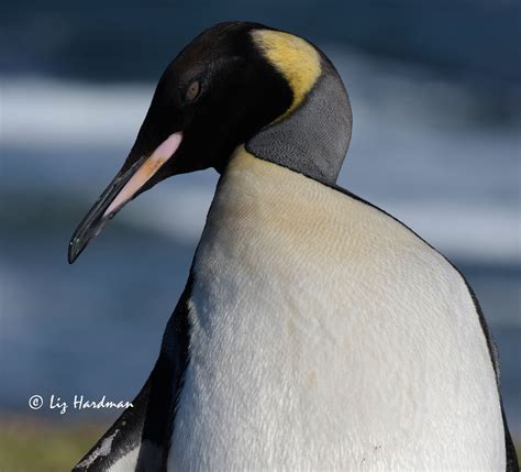 King penguin: a long way from home – Nature on the Edge