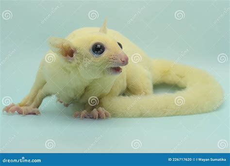 A Leucistic Sugar Glider Petaurus Breviceps is Looking for Food. Stock ...