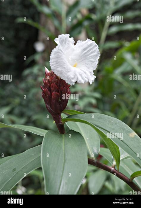 A Dark Red and White Flowering Ginger Plant in Bloom in Singapore ...