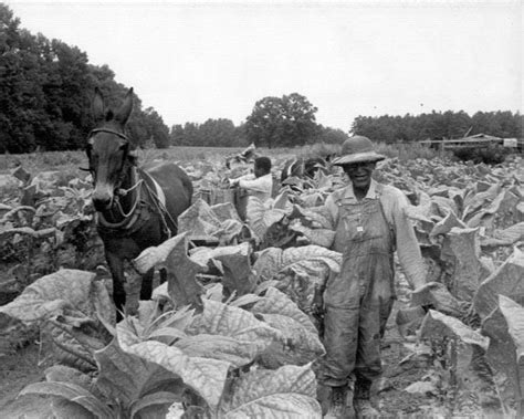 Harvesting tobacco | NCpedia