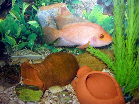 How to care for Red devil cichlids