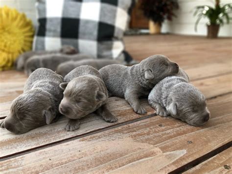 Silver Lab Retriever Puppies for Sale | Silver and Charcoal Kennels