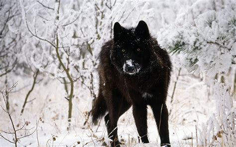 Black Wolf Wallpapers - Wallpaper Cave