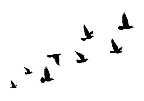 Flying birds silhouettes on white background. Vector illustration ...