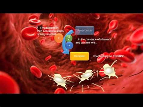 Blood Clotting Cascade AS Biology animation - YouTube