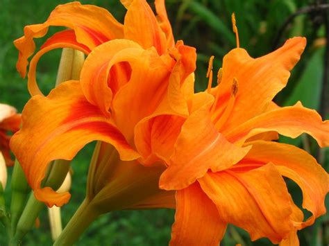 How to Plant and Grow Daylilies | Day lilies, Flowers perennials, Lily ...