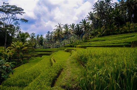 15 Things to do in Ubud