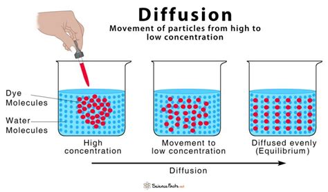 Diffusion: Definition and How Does it Occur (with Diagram)