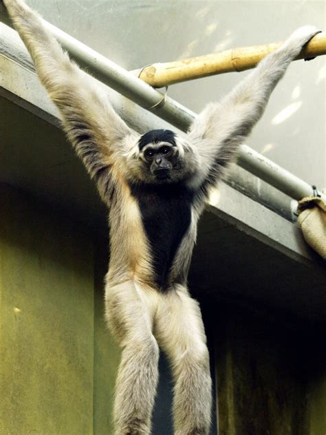 Pileated gibbon - ZooChat