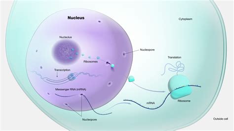 Nucleus