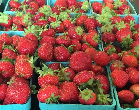 Day-Neutral Strawberries – Fruit Farm Community