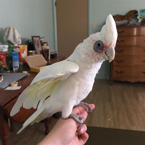 Bare-Eyed Cockatoo (Little Corella Cockatoo) For Sale | Terry's Parrot Farm