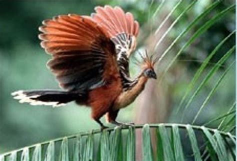 National Bird,Flower & Animal of Guyana - Guyana Photo (32429100) - Fanpop