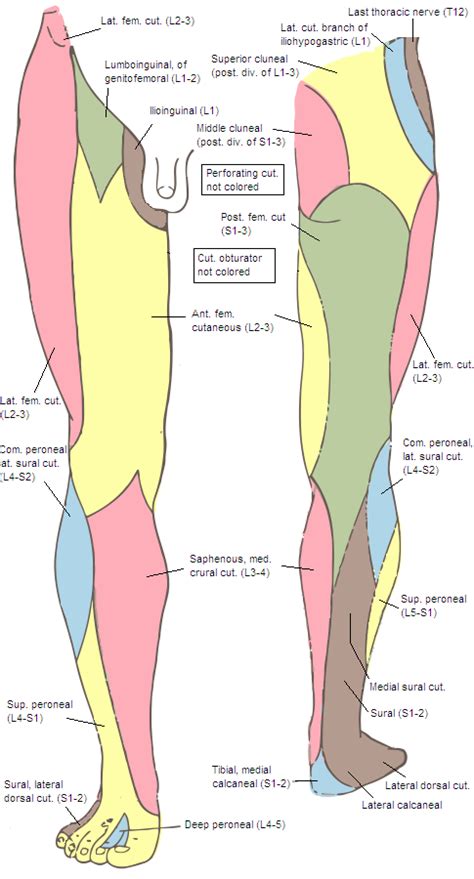 Lateral sural cutaneous nerve - Wikipedia