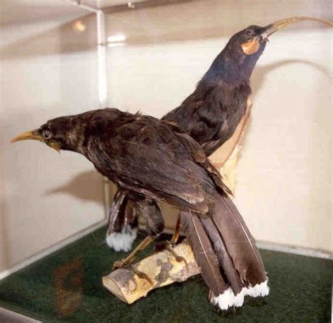 Huia Bird | Extinction is Forever | Pinterest | Animals, Science and ...