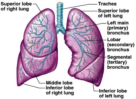 เรียนชีววิทยา กับครูกศนต์ ภารยาท: ระบบหายใจ (The respiratory system)