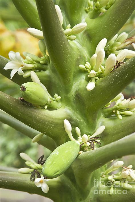 Papaya Tree Flowering Photograph by Inga Spence | Pixels