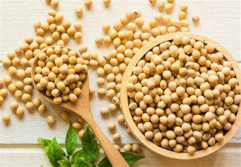 Roasted Soybeans: A Growing Trend in the Healthy Snack Market - LinkeWire