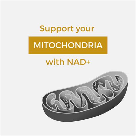 Support your mitochondria with NAD+ – Nuchido