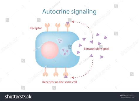 203 Cell Signaling Pathway Images, Stock Photos & Vectors | Shutterstock