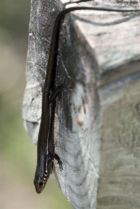 Southern Coal Skink - Plestiodon anthracinus pluvialis