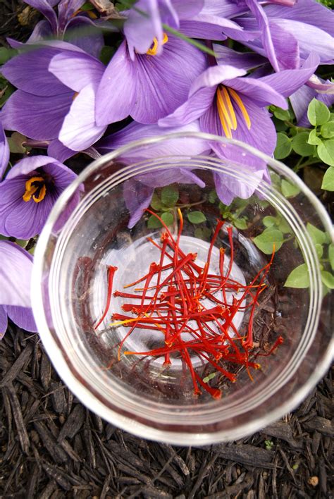 Image result for saffron harvesting | Saffron flower, Flower garden ...