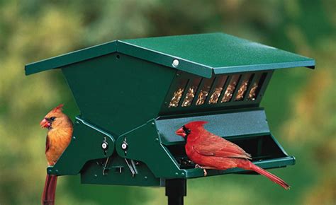 Best red cardinal bird feeder - primarygute