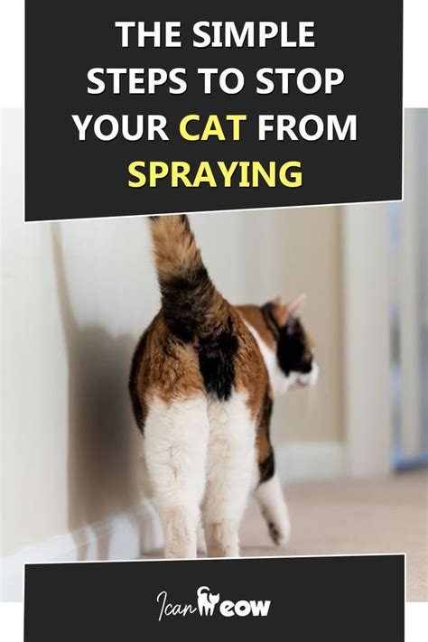 How to Stop Cats from Spraying in 2021 | Cats, Cat behavior, Cat training