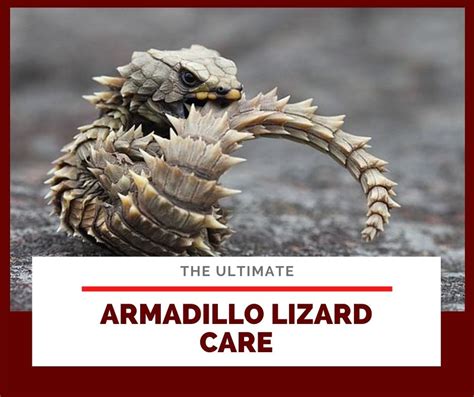 Ultimate Armadillo Lizard Care Guide for Beginners