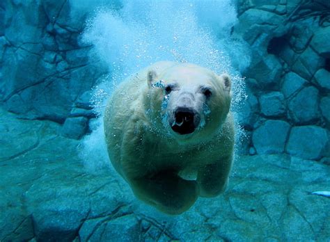 Polar Bear Swimming Sport