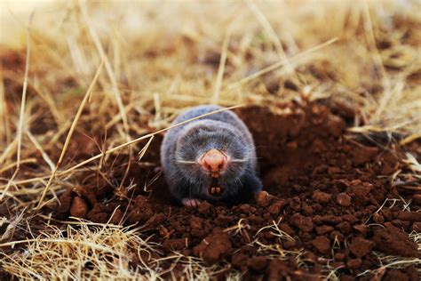 How To Deal With Moles In Your Home Garden - Purple Flower