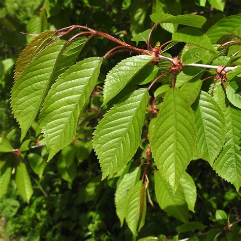 Wild Cherry Tree Identification